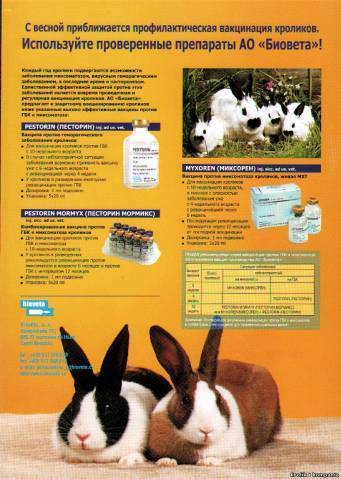 Геморрагическая болезнь кроликов - rabbit hemorrhagic disease - xcv.wiki