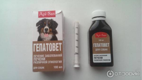 Лечение печени у собак - препараты, симптомы болезни печени у собак