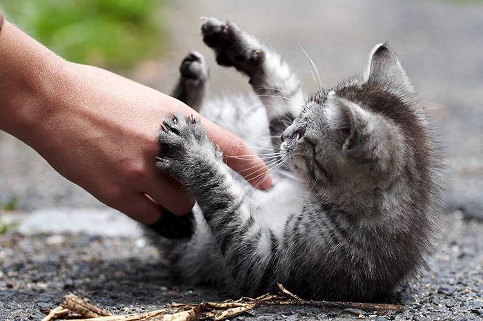 Как отучить котенка кусаться, кидаться и царапаться | luculentia.ru