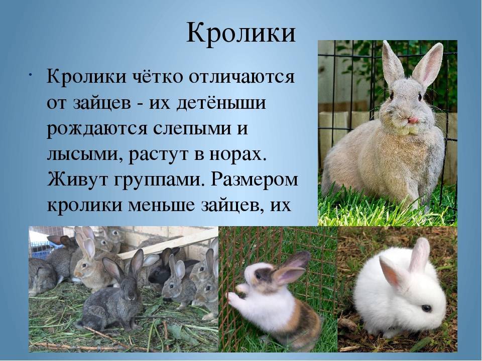 К каким животным относятся кролики. Рассказать о кролике. Интересная информация о кроликах. Интересные факты о кроликах. Интересные факты о кроликах и зайцах.