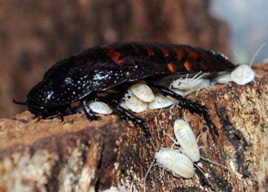 Виды тараканов: домашние и дикие, маленькие и огромные, фото и описание русский фермер