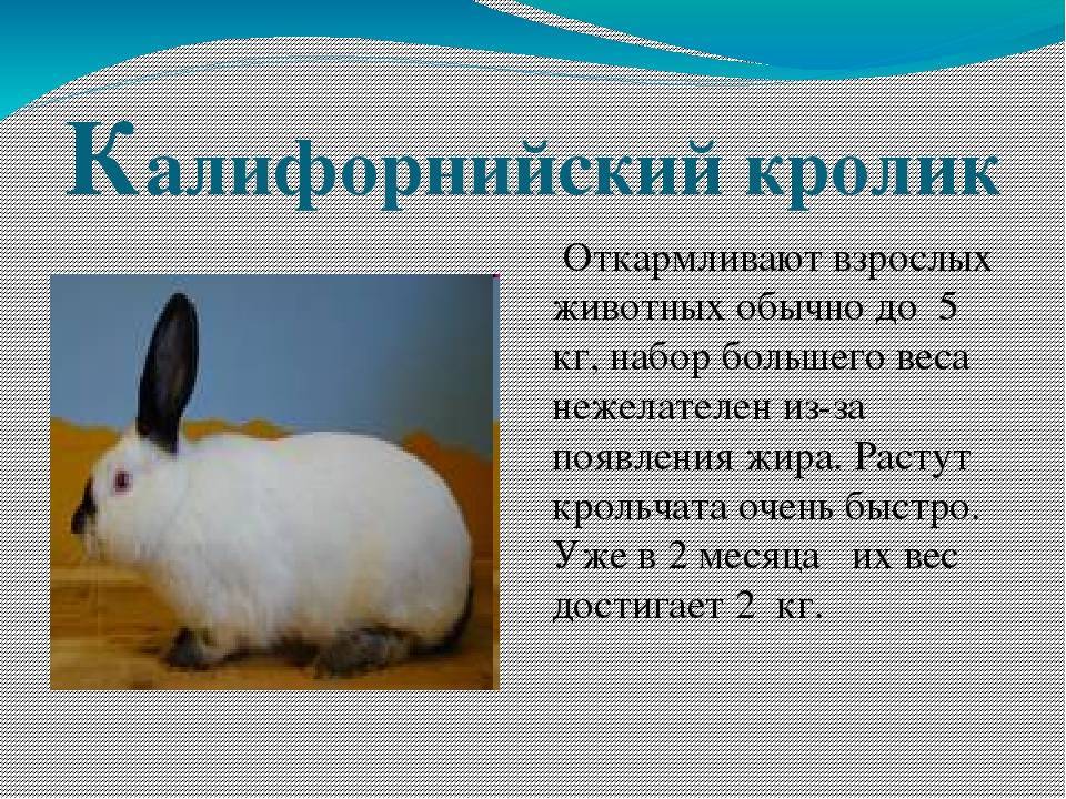 Русский горностаевый кролик: описание породы, особенности содержания, разведение