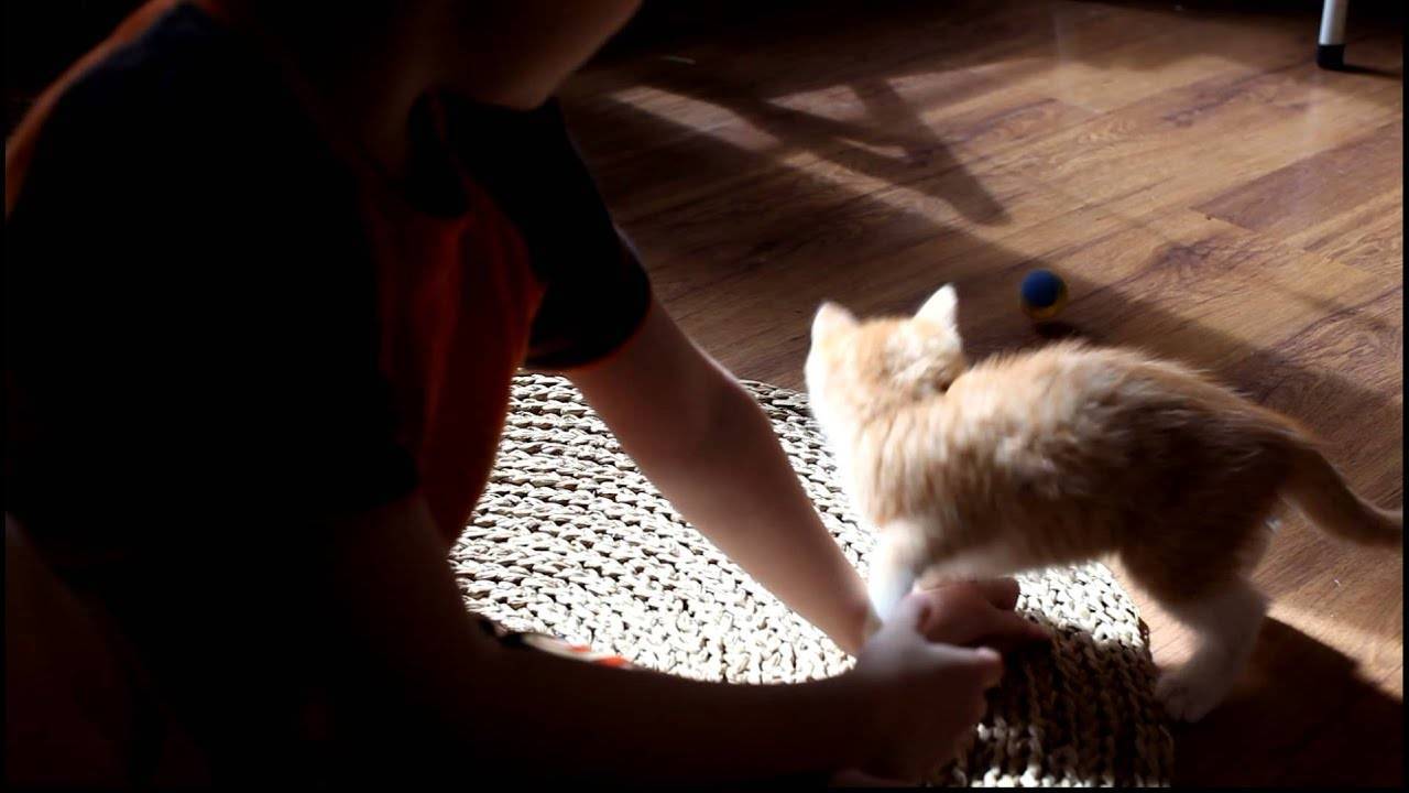 Как отучить кота кусаться, кидаться и царапаться: лучшие приёмы воспитания