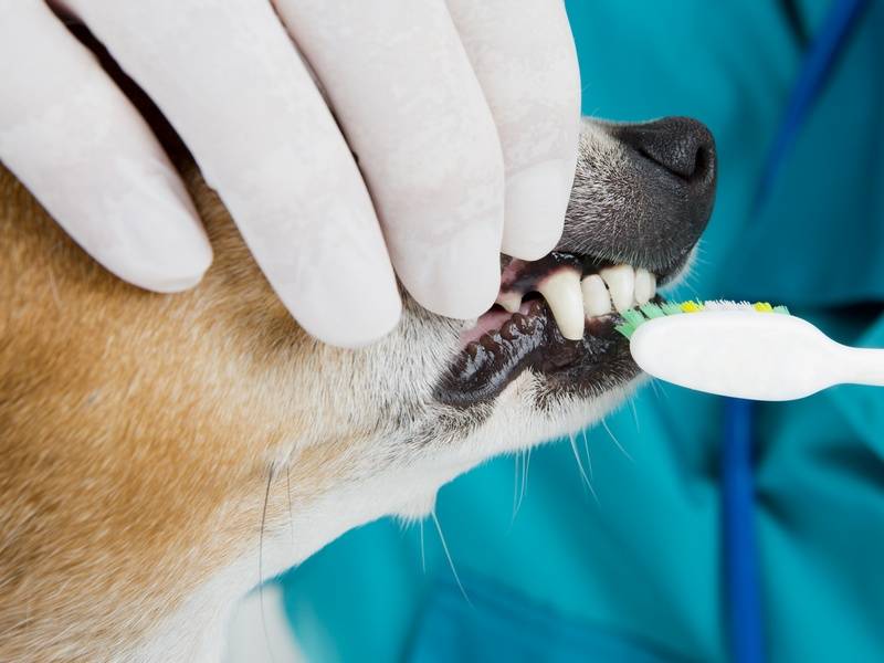 Зубной камень у собак: удаление в домашних условиях
зубной камень у собак: удаление в домашних условиях