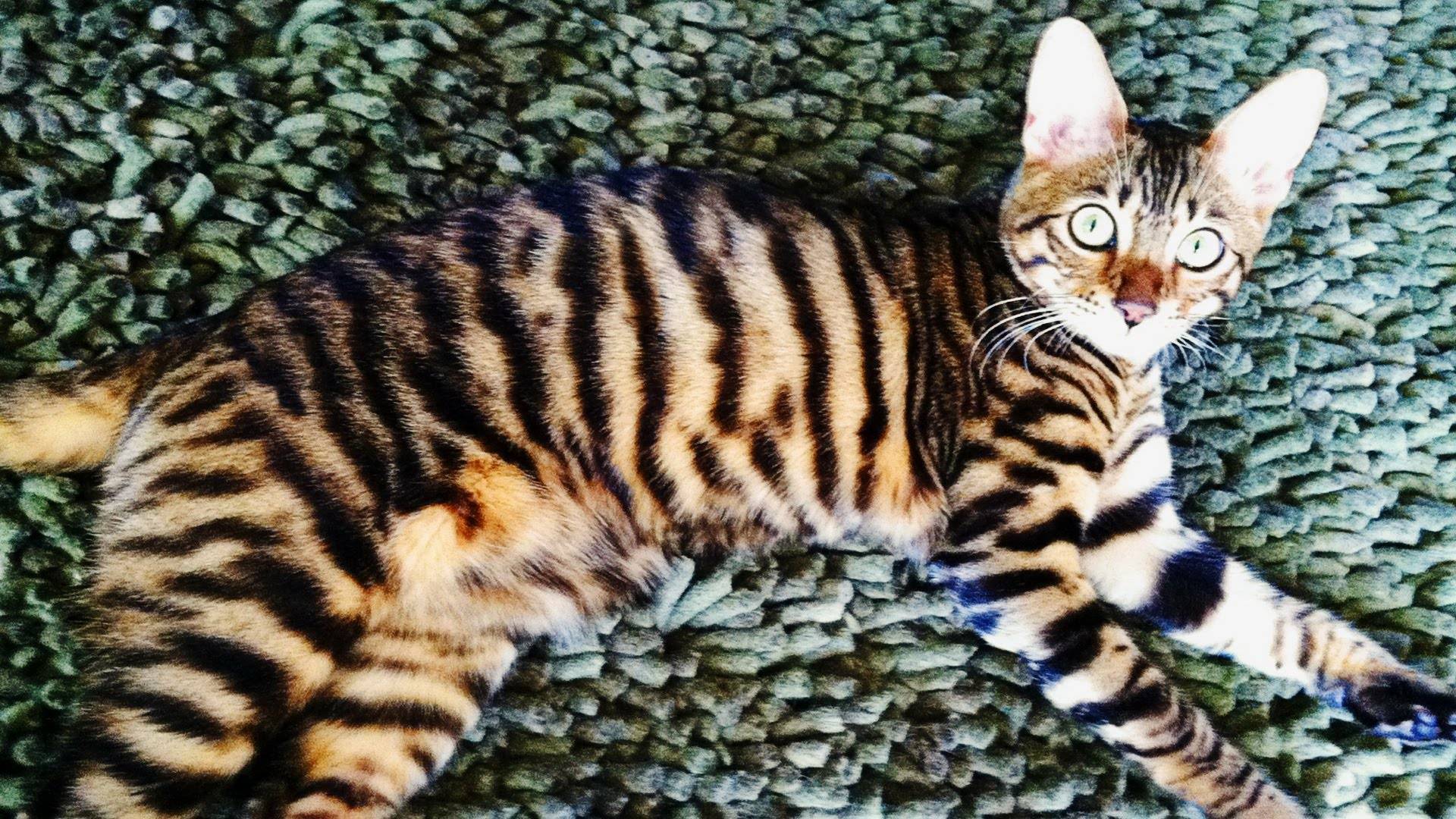 Тойгер: порода кошек тигрового окраса - мир кошек