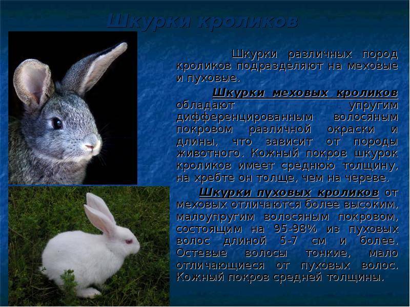 Кролик-гигант шиншилла – гордость советской селекции