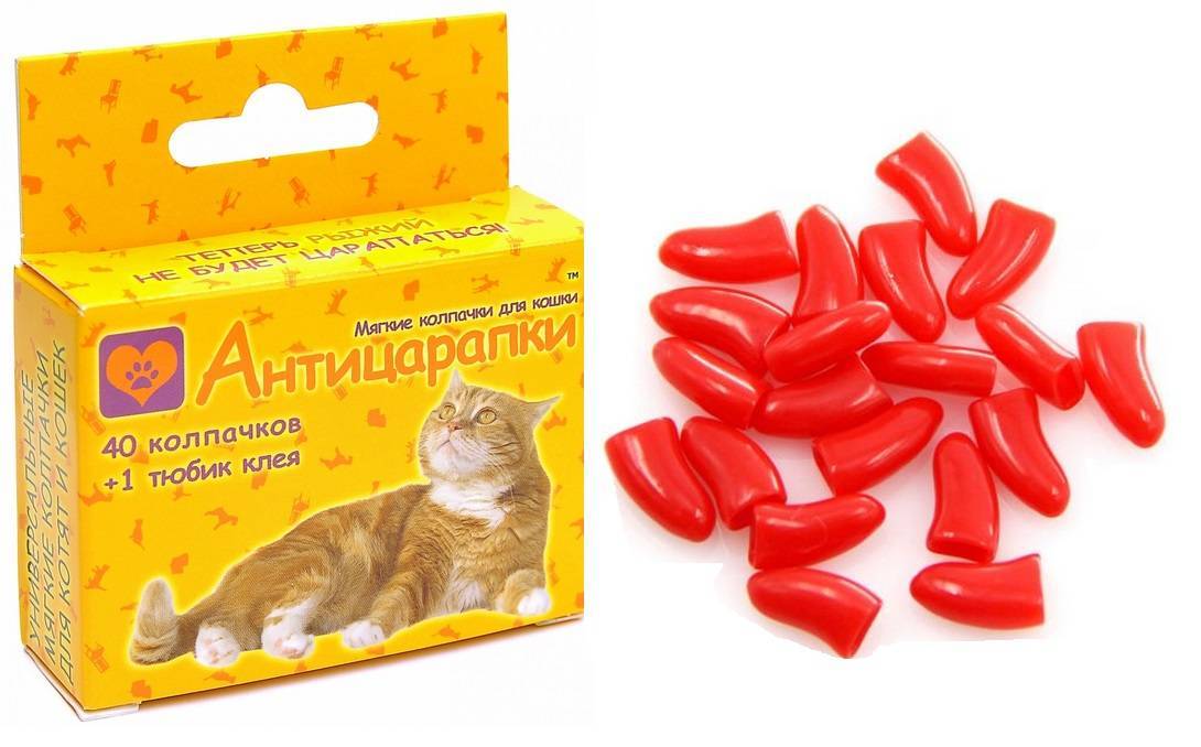 Антицарапки для кошек (мягкие накладки на когти): как выбрать, надеть - kotiko.ru