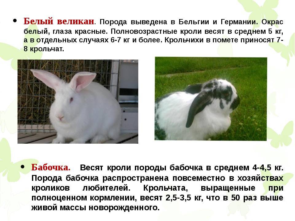 ✅ о карликовом кролике: описание породы и уход, как выбрать японского кролика