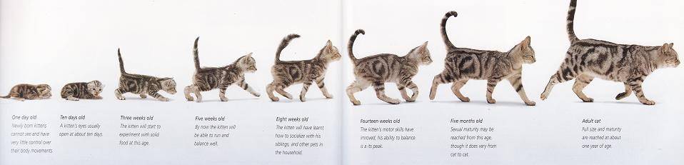 Как определить возраст котенка