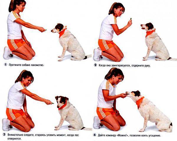 Список базовых команд для дрессировки и как научить им собаку