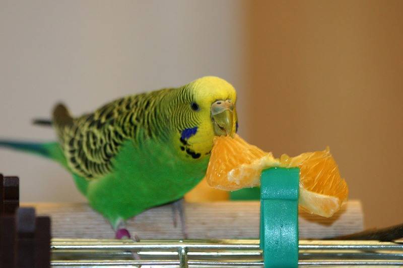 Жердочки для попугаев – место отдыха и источник витаминов