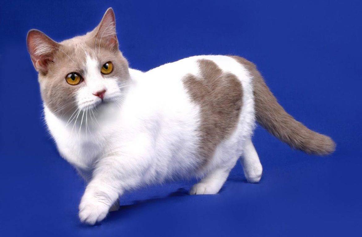 Манчкин — порода кошек с короткими лапками: описание, характер и уход