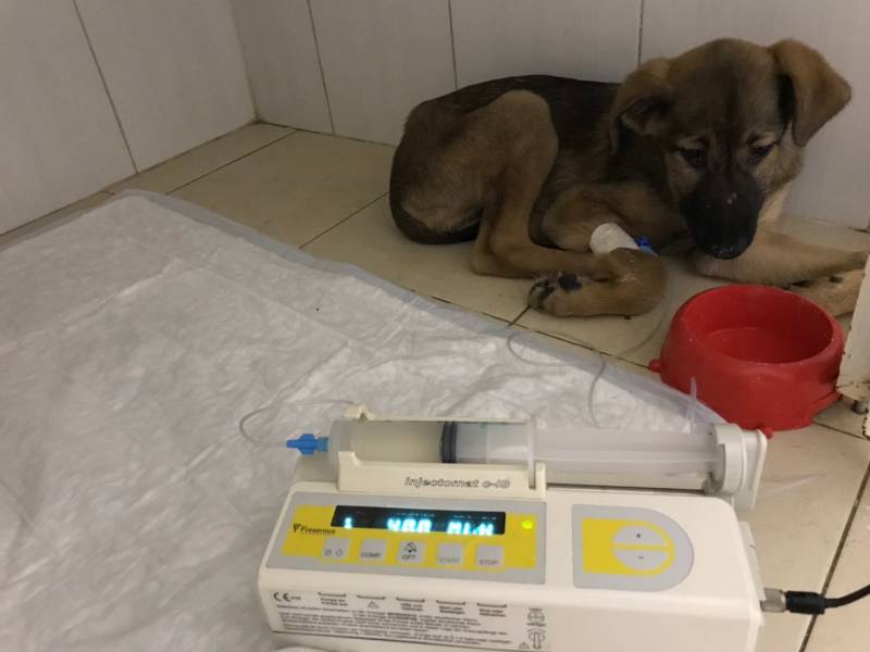 Парвовирусный энтерит у собак: как лечить и профилактировать недуг