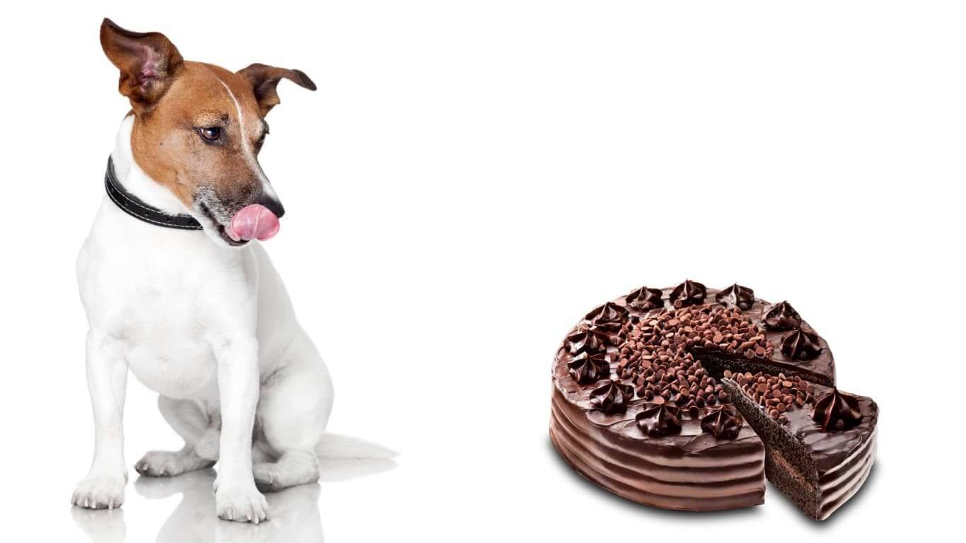 Можно ли собакам сладкое, конфеты и сахар
