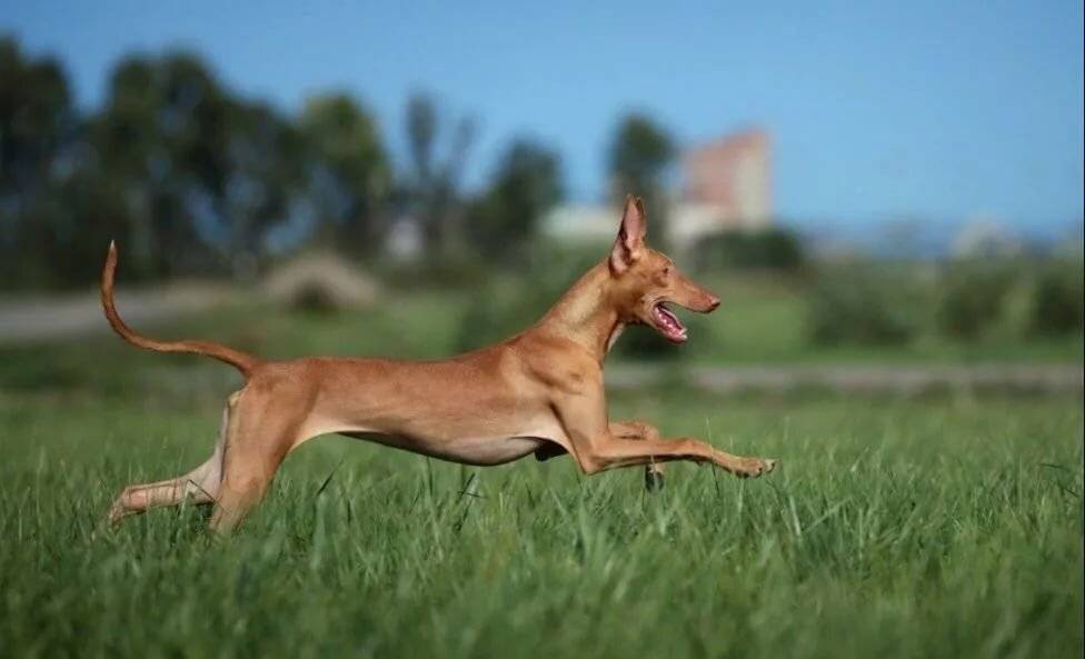 Фараонова собака - «собака – улыбака» - интересное про собак