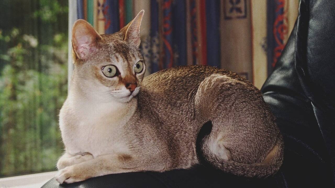 Сингапурская кошка в обзоре породы и оценке характеристик