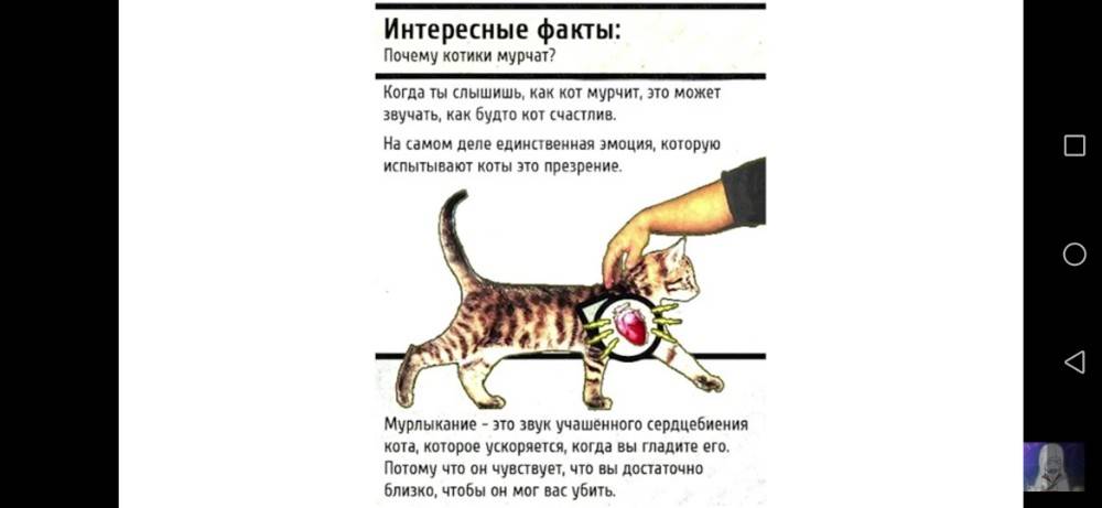 Почему котикам. Почему коты мурчат. Как коты мурлыкают. Почему кошки мурлыкают. Почему кот мурчит.