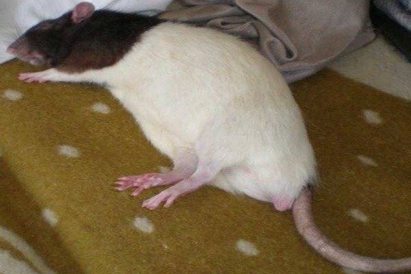 Часто задаваемые вопросы по болезням декоративных крыс. как делать укол крысе