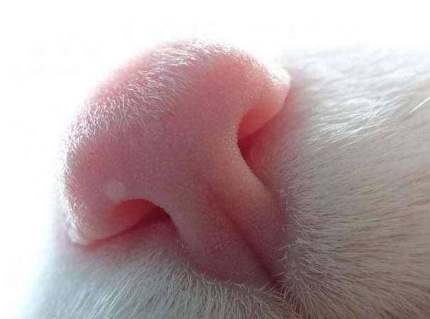 Причины мокрых и холодных носов у котов: что означает и когда надо волноваться