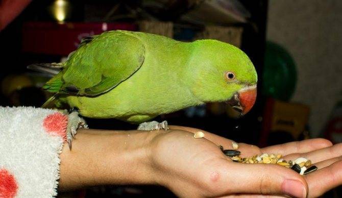 [новое исследование] ожереловый попугай: описание, уход, содержание, питание в домашних условиях, отзывы владельцев