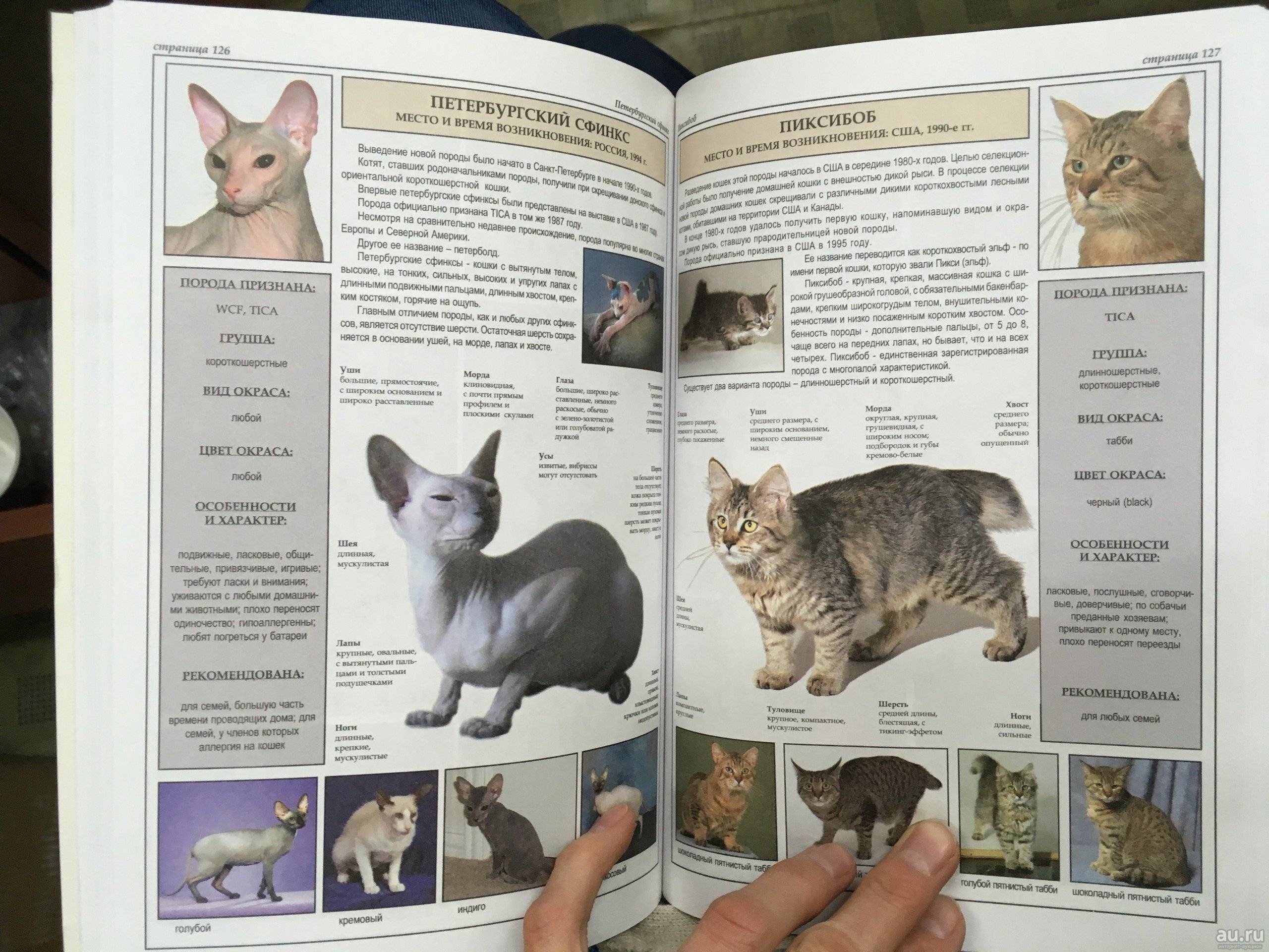 Кошка породы пиксибоб - характеристика и особенности породы - мир кошек