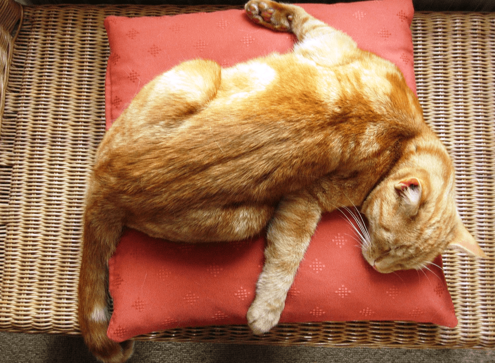 Сон кошки: почему спит так много и в таких позах