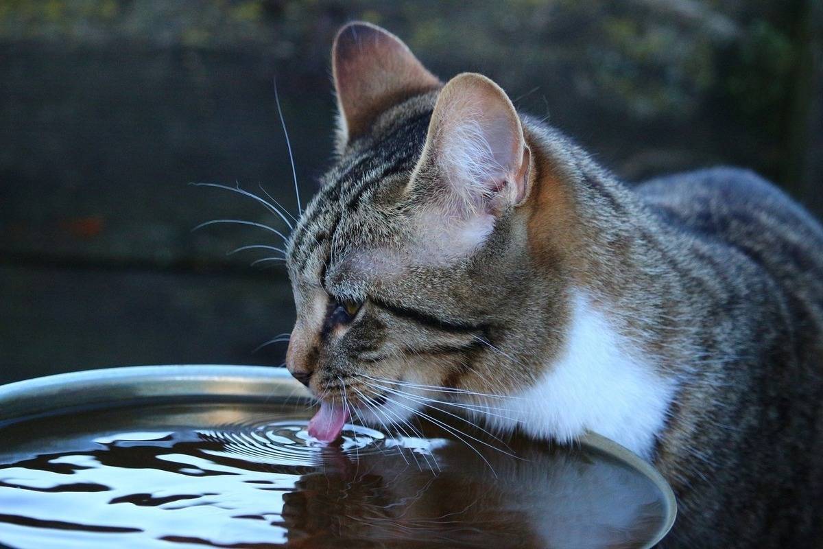 Животные пьют воду