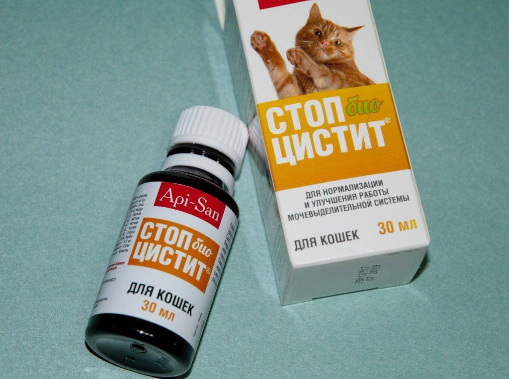 Идиопатический цистит кошек. обследование и лечение в беларуси