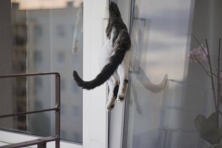 Кошка упала с высоты: первая помощь и профилактика » муркотики