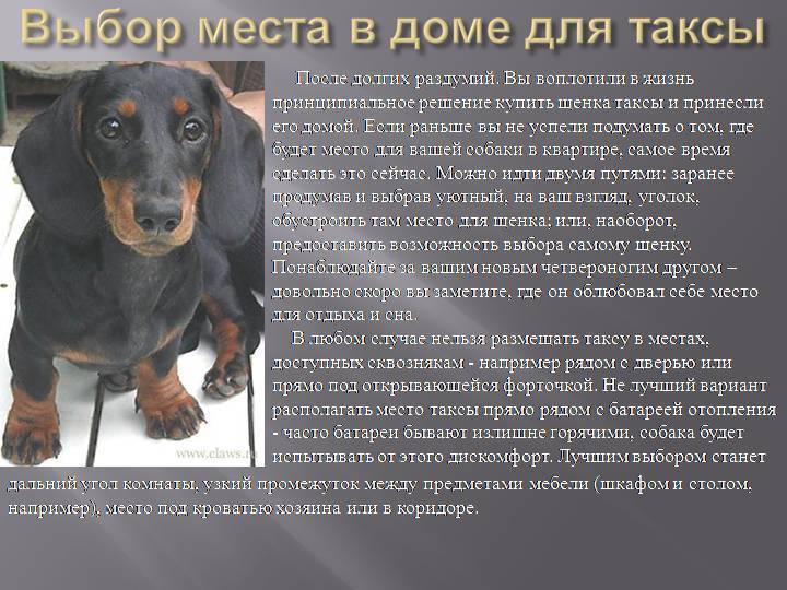 Собака породы такса: фото, описание характера, принятый стандарт, интересные факты, особенности содержания, плюсы и минусы