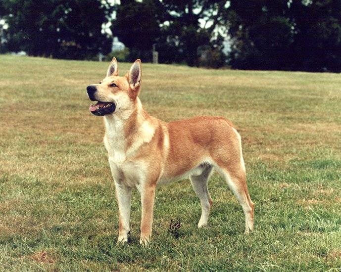 Породы собак каролинская собака