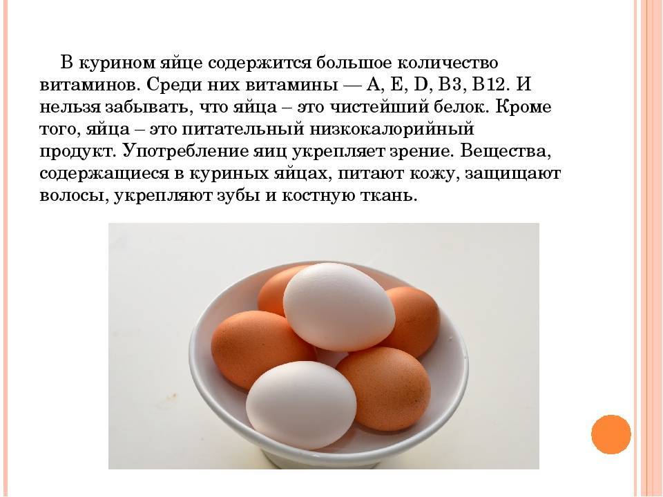 Можно ли домашней крысе яйцо вареное и сырое (белок и желток) [новое исследование]