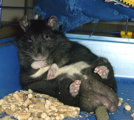 Сколько спит крыса в сутки в домашних условиях