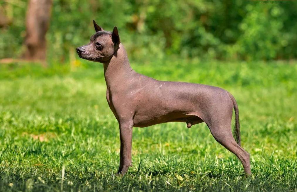 Порода собак мексиканская лысая фото