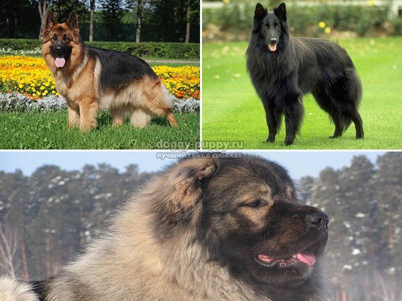 Все породы собак овчарок с фотографиями