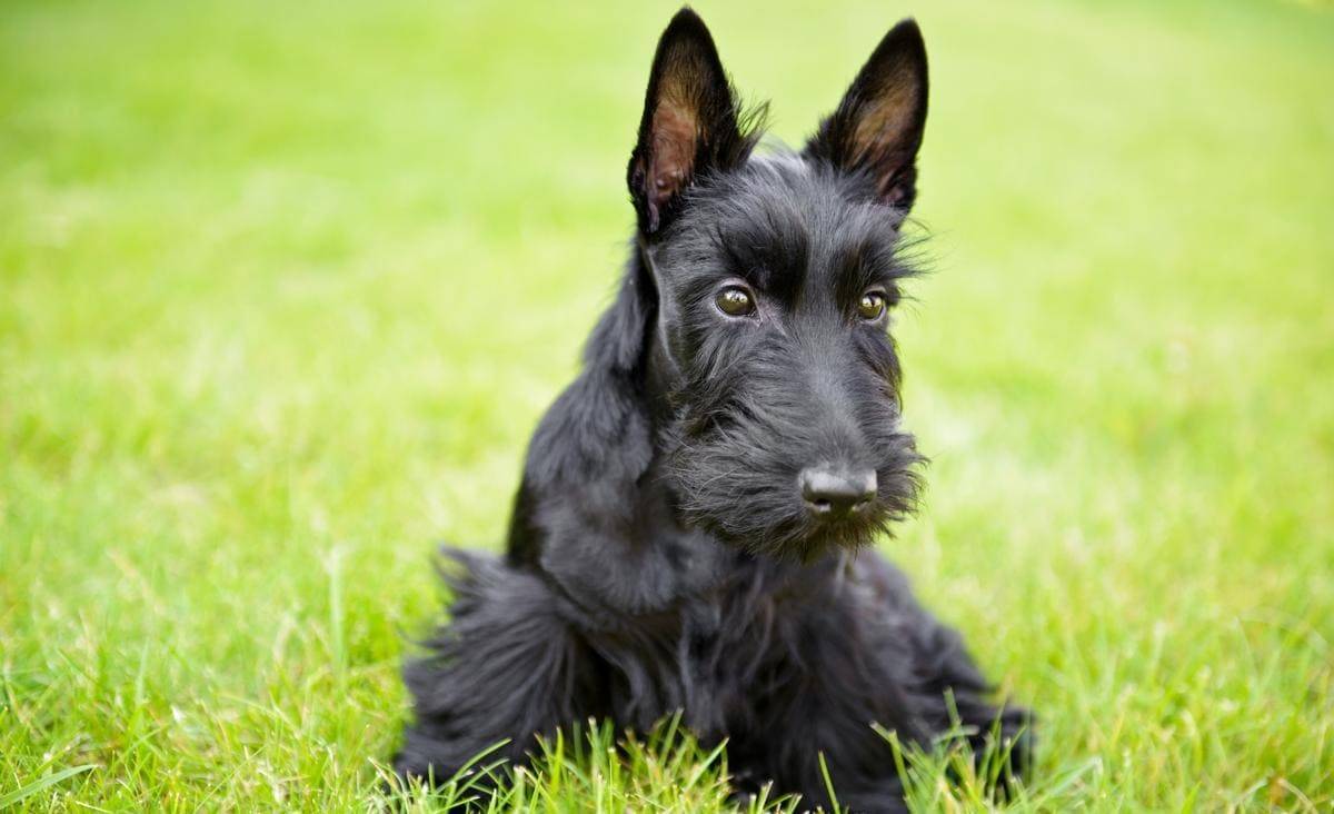 Порода собак шотландский терьер, или скотч терьер: фото, видео, описание породы и характер