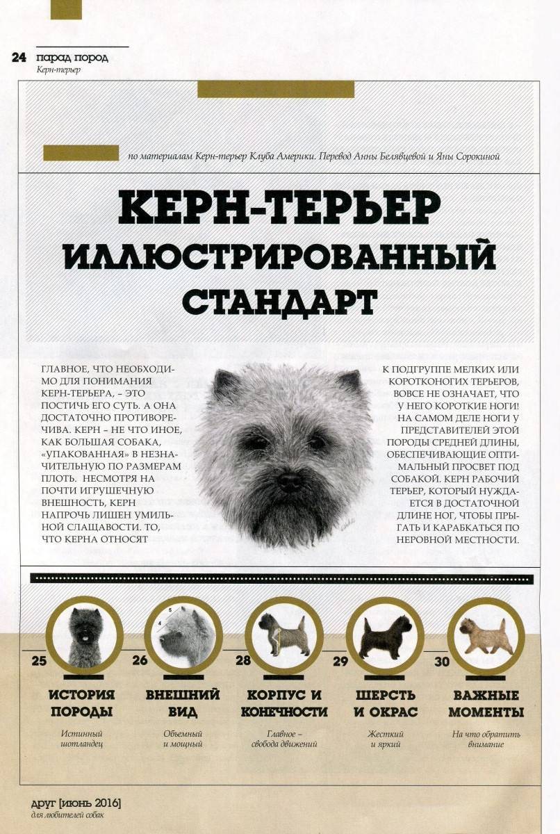Керн-терьер: описание собаки, характеристика, окрасы, стрижка, щенки, плюсы и минусы породы