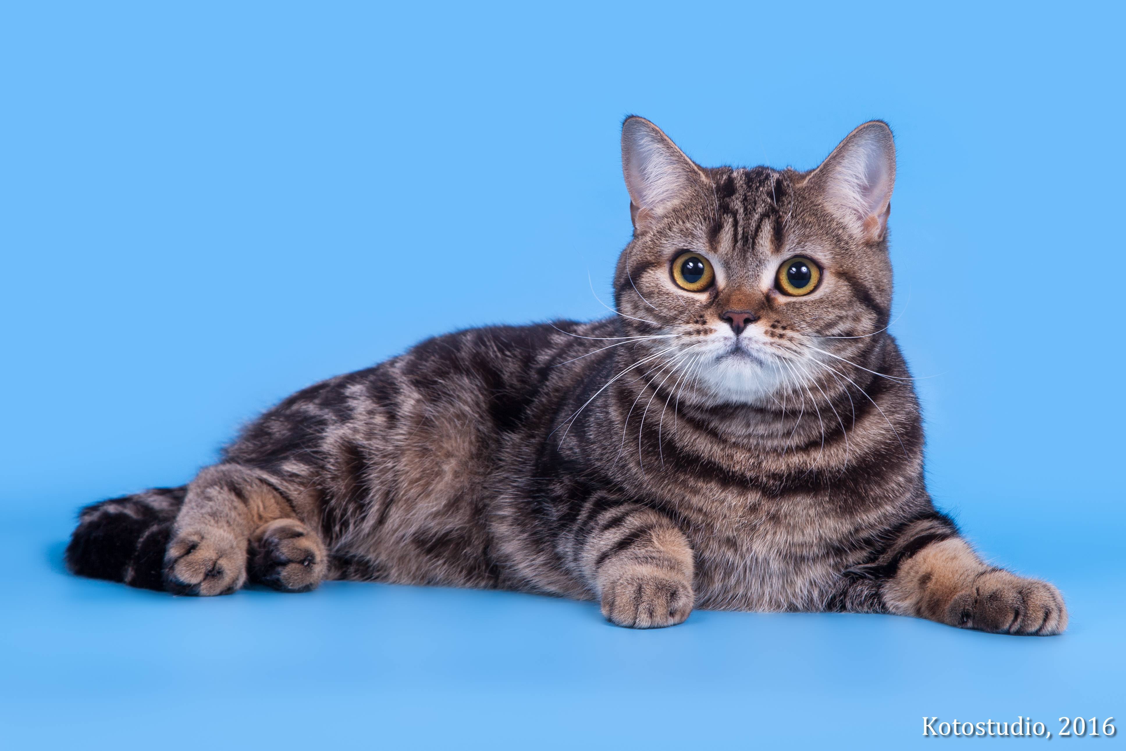 Скоттиш страйт: описание породы кошки, характеристики, фото, правила ухода и содержания – petstory