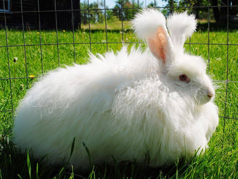 Ангорский кролик: виды, уход и содержание