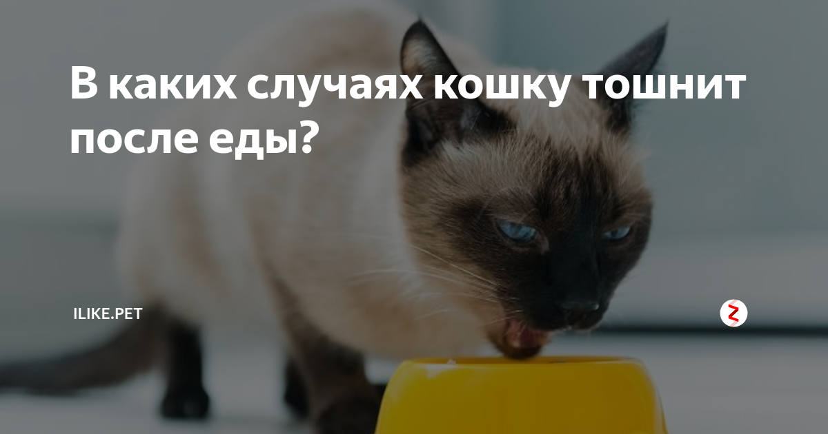 Кошку тошнит после еды. Кот рыгает едой причины. Почему кошка блюёт едой. Почему кошка рвет едой