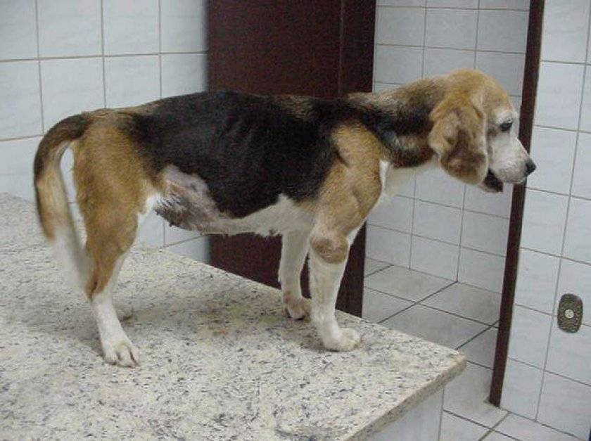 Парвовирусный энтерит у собак — диагностика и лечение