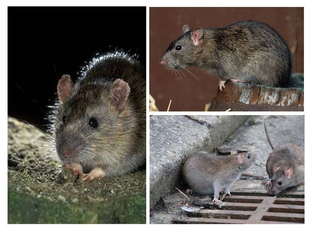 Чем отличаются мыши от крыс? основные признаки