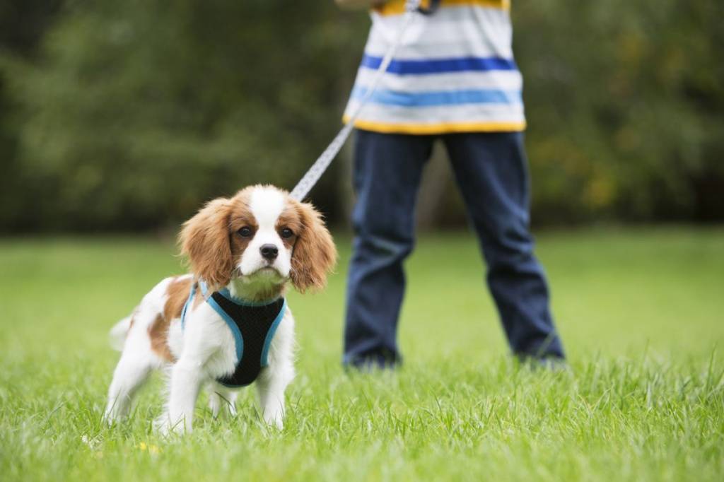 Как отучить собаку тянуть поводок на прогулке?
