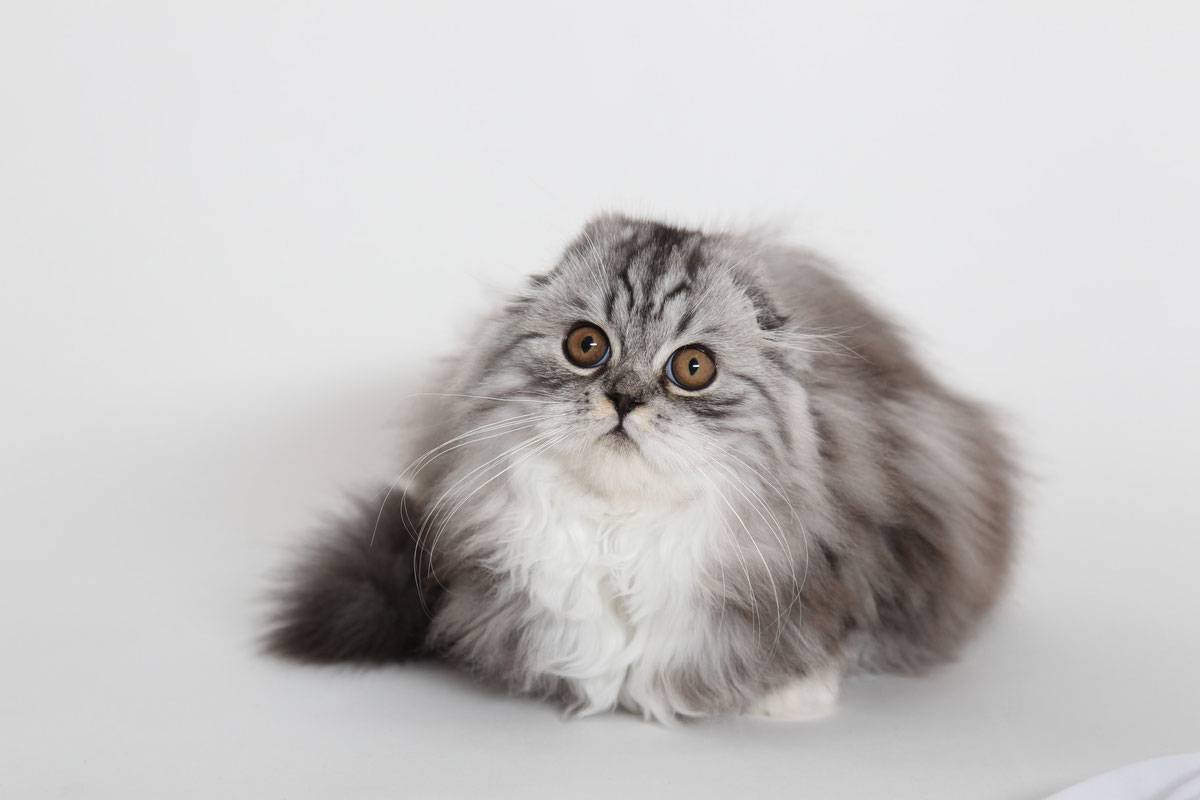 Шотландская вислоухая кошка: хайленд фолд, описание породы, фото