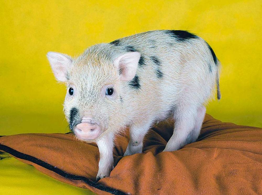 Мини-пиг – домашняя декоративная свинка
