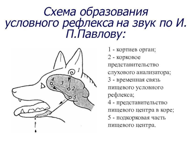 Выделение слюны у собаки. Схема формирования условного рефлекса Павлова. Собака Павлова схема образования условного рефлекса. Схема образования временной связи условного рефлекса по Павлову. Механизм формирования условного рефлекса по Павлову.