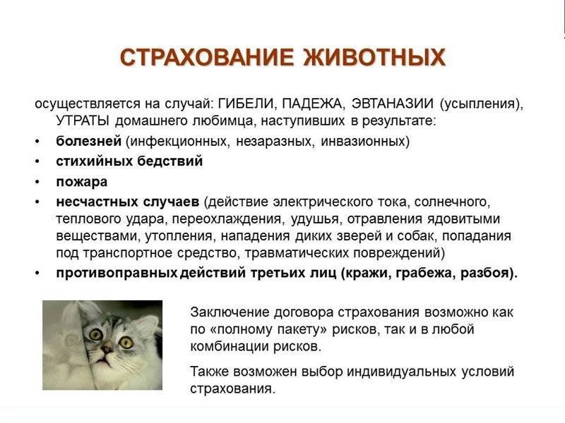 Определение страхования домашних животных - финансовая энциклопедия