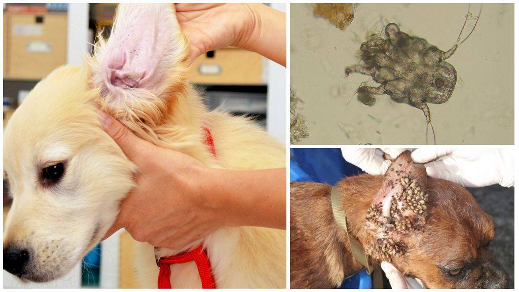 Сухая и мокнущая экзема у собак: диагностика и лечение, терапия в ветклинике и в домашних условиях