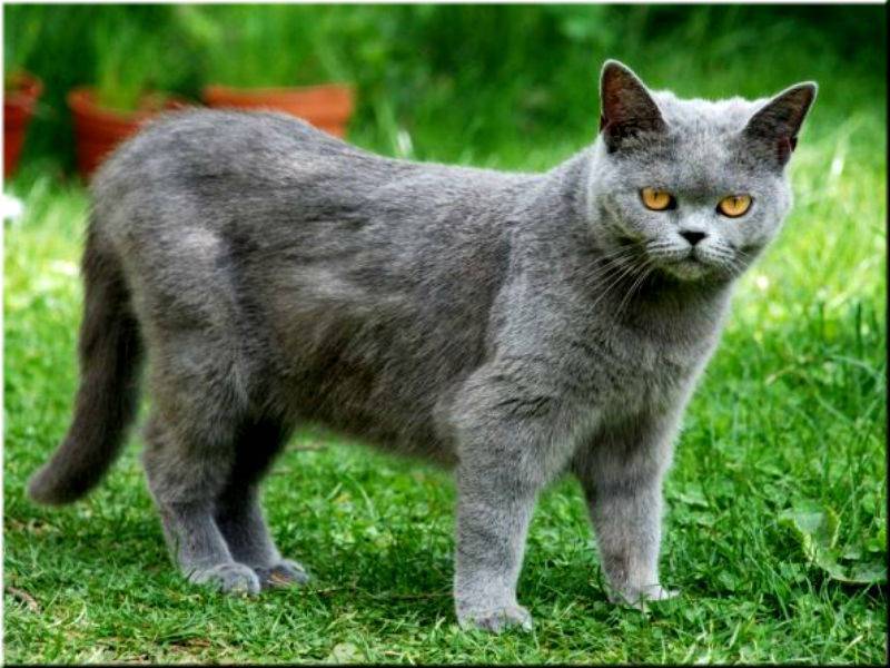 Шартрез — картезианская кошка: описание породы и характер