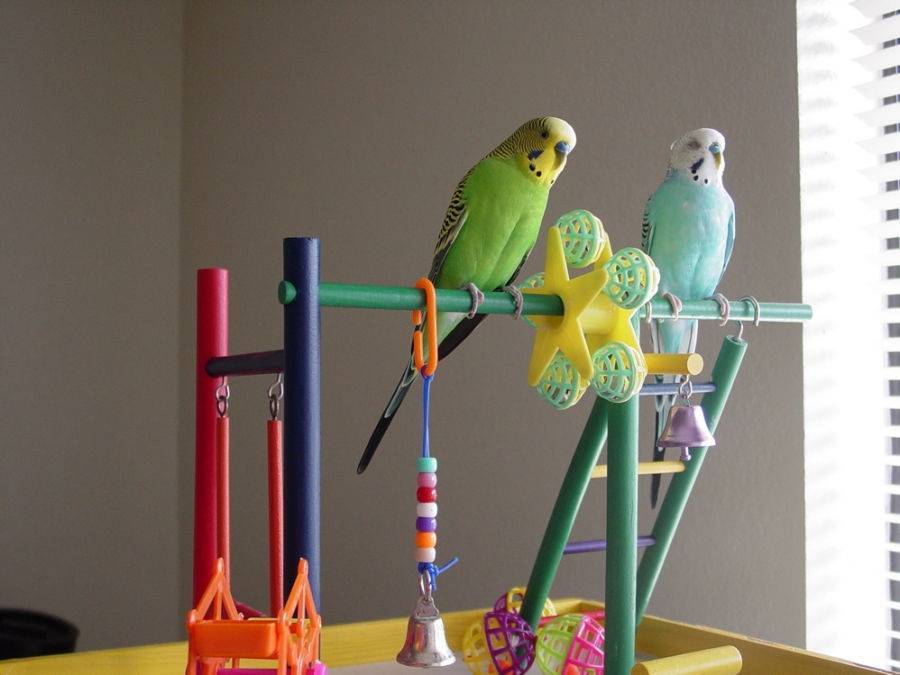 Жердочки для попугаев